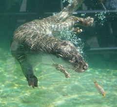 臺北動物園“爺爺級”水獺病逝 相當於人類84歲