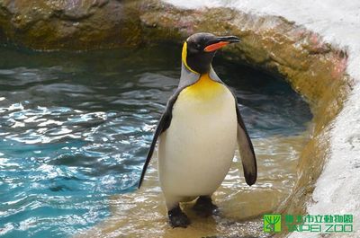 臺北動物園國王企鵝換羽毛輪流閉關不見客（圖）