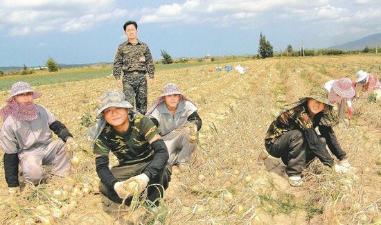 臺軍助收洋蔥恐取消蔥農稱軍方太現實