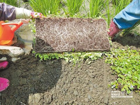 野花鋪成毯臺灣花蓮荒地變綠園（圖）