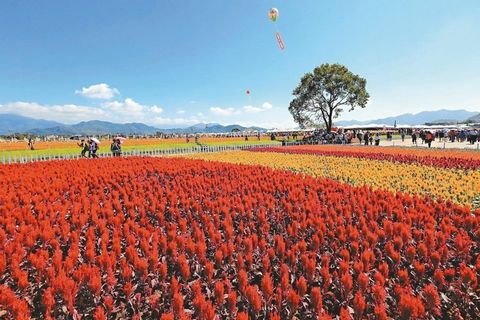 臺中舉辦國際花毯節花仙邀你走進奇幻世界（圖）