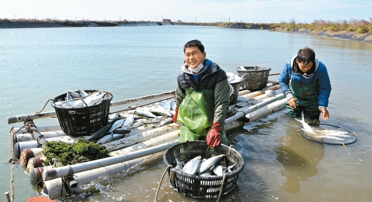 寒流侵襲 臺灣1350萬尾虱目魚慘遭凍死(圖)