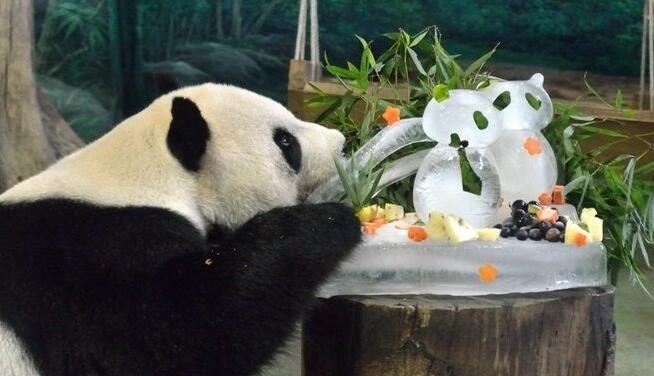 臺北動物園啟動人工授精，助團團圓圓早生二胎。（臺媒圖）