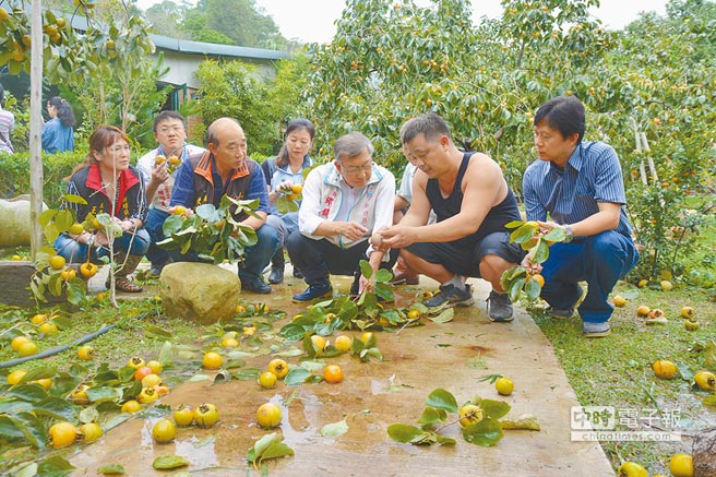 颱風“鲇魚”致全臺農損逾10億 水果受重創（圖）