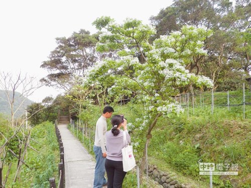 流蘇花開臺北白石湖可賞“四月雪”（圖）