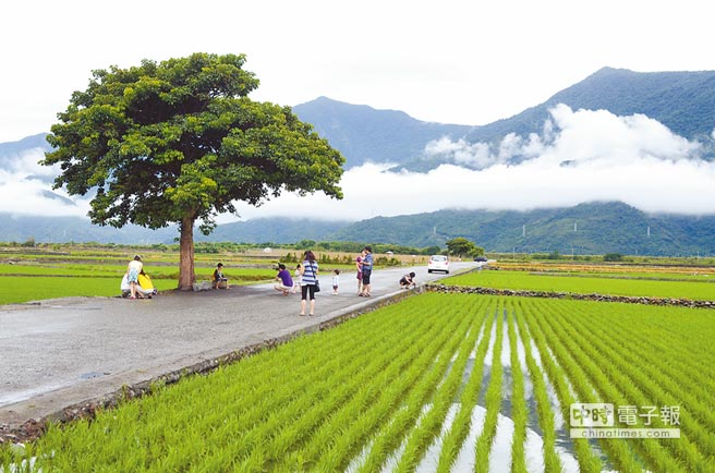 金城武樹重獲生機，曾被麥德姆颱風連根拔起。（臺媒圖）