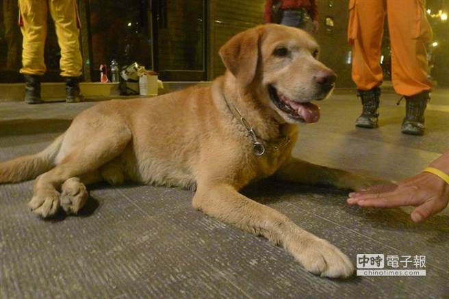 高雄氣爆搜救犬累趴 讓人感動又不捨