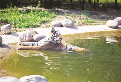 京野生動物園:動物消暑每天吃掉600斤西瓜(圖)