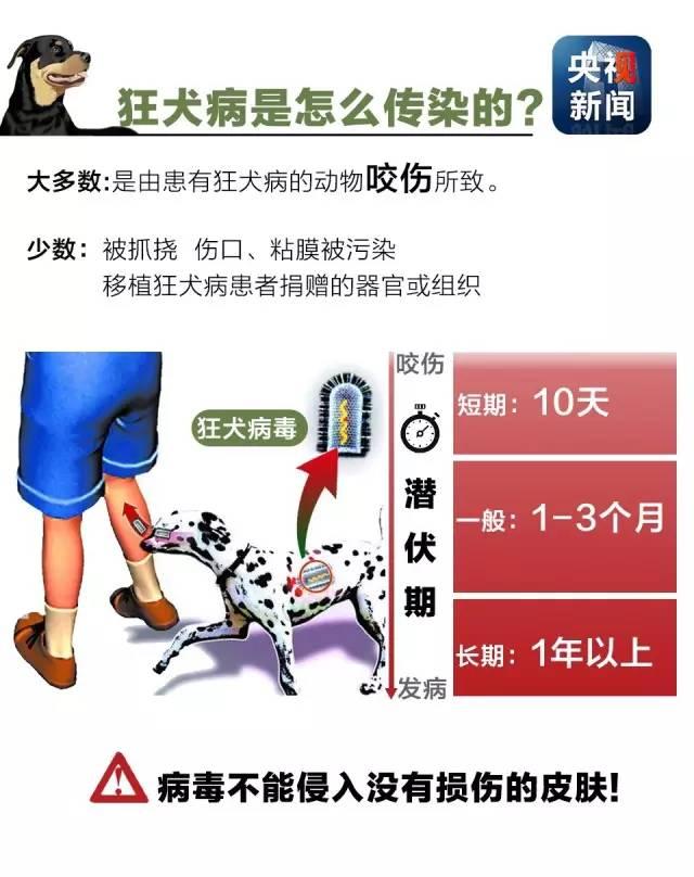 狂犬病致死率接近100%！了解這些知識讓你遠離它！