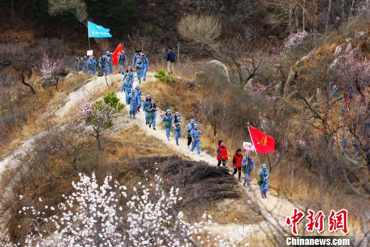 北京將現長城花海八達嶺古長城杏花節開幕