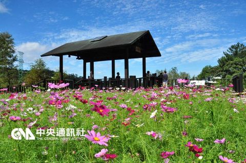 臺北為貓空樟樹步道“換粧”邀民眾體驗花花世界