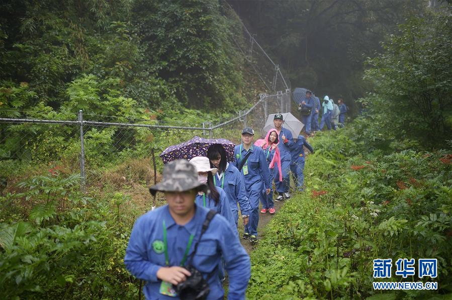 臺灣青年“探秘”大熊貓野化培訓基地