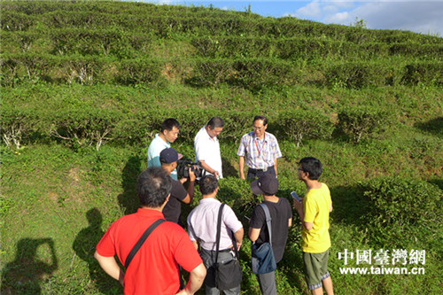 臺商葉朝宗帶領兩岸媒體記者參觀茶園