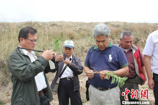 臺灣中藥商業同業聯合會人員在甘肅榆中縣中連川鄉淌窩村查看黃芪種植