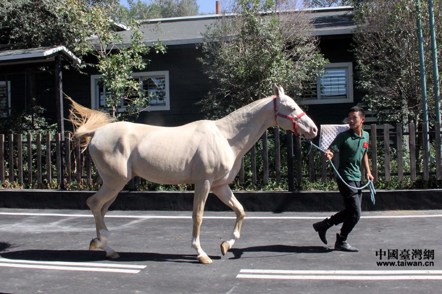 “‘一帶一路’新疆行”參觀汗血寶馬展示基地