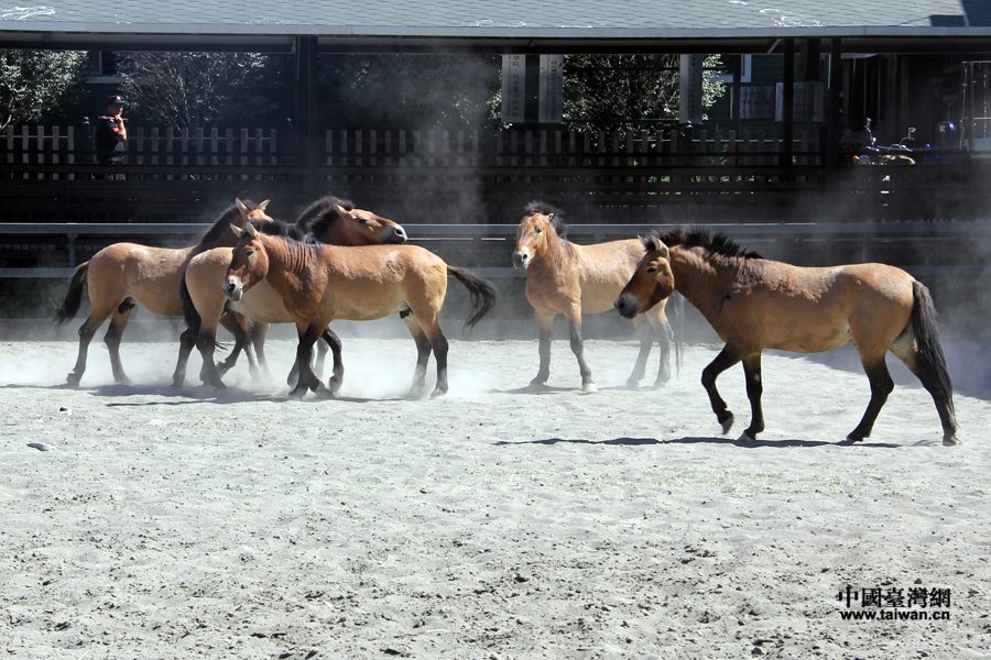 “‘一帶一路’新疆行”參觀汗血寶馬展示基地