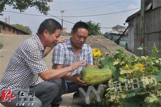 重達1500余克的絲瓜