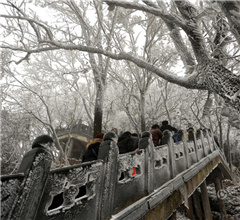 湖北武當山降下大雪 霧凇奇觀迷人