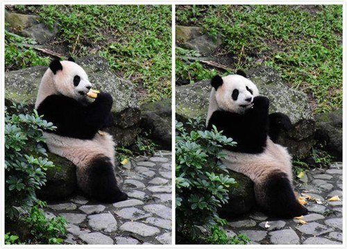 臺北動物園年前大掃除“圓仔”頻吃窩窩頭（圖）