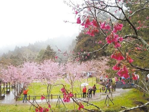 山櫻爭相綻放阿里山花季熱鬧開鑼（圖）