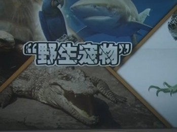 “保護動物”公開賣：“保護動物”當寵物 危險遊戲