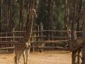 雲南動物園“光棍”全球徵婚