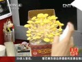 臺灣興起辦公室菇盆栽 賞玩食用兩不誤