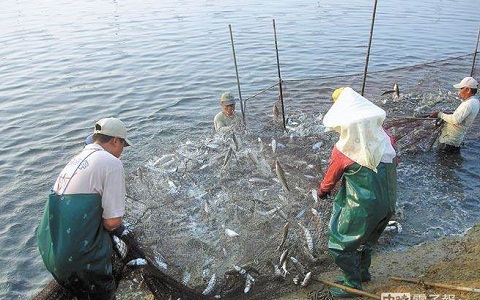 賴清德沒有賣出半尾虱目魚 臺南漁民吁民進黨別再騙