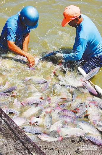 韓國電視節目移花接木刻意抹黑臺灣鯛重挫魚價