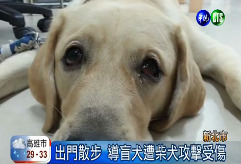 男子丟鞋砸瞎導盲犬被判刑4個月