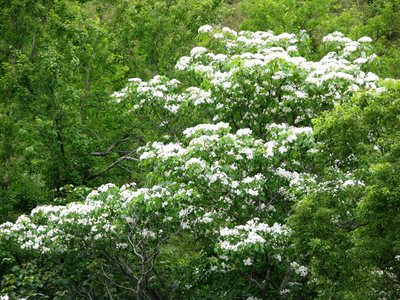 臺灣花蓮油桐花開美如“五月雪”（圖）