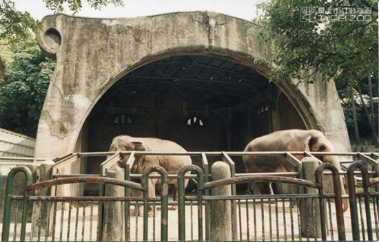 百年臺北動物園上演多起逃亡記 靈長類挖地道溜走(圖)