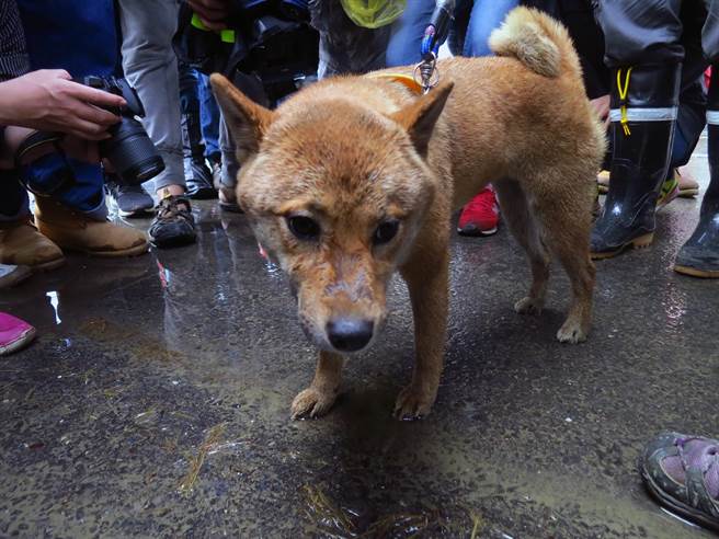 災後第7天 小柴犬幸運存活！