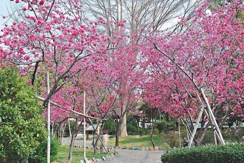 臺媒：“春神”走入臺中市區賞櫻不必爬山