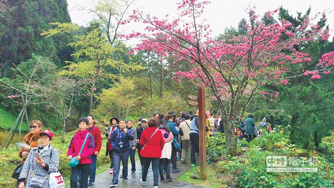 阿里山花季，12、13日有2.5萬名賞花客，其中逾萬人是大陸團客