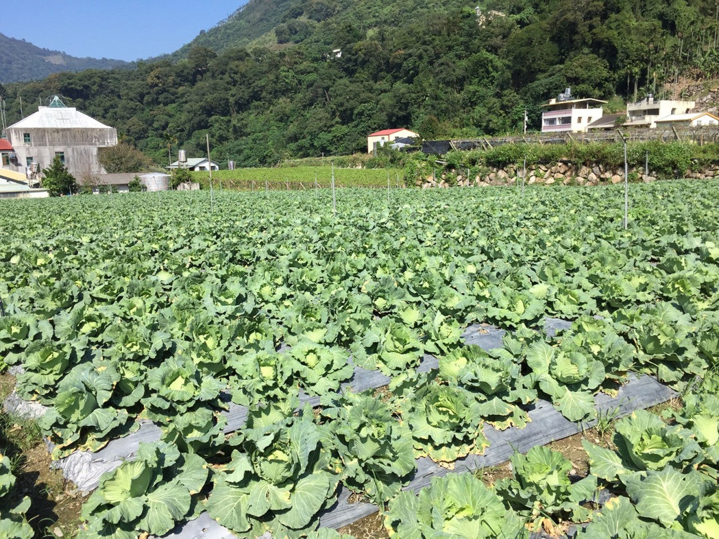 南投信義鄉初秋種高山卷心菜正復耕中。（圖片來源：臺灣《聯合報》）