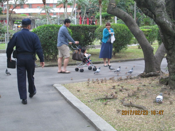 島內禽流感疫情升溫 公園喂食禽鳥或罰六千新台幣