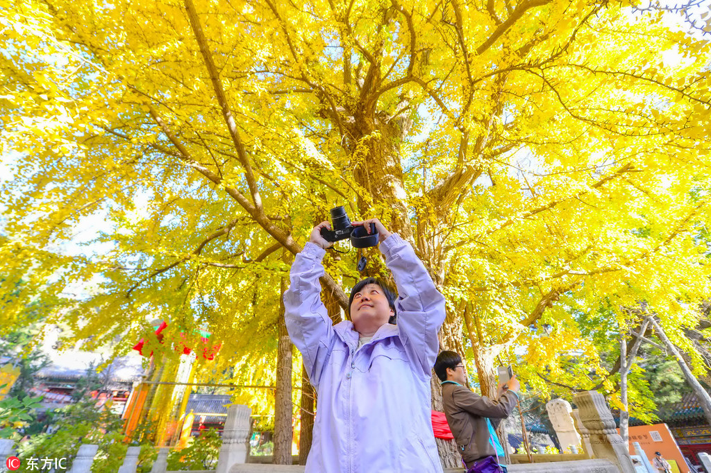 潭柘寺的千年“帝王銀杏樹”。