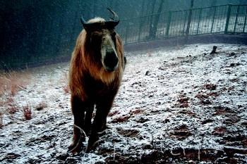 濟南南部山區局部迎來今冬首場雪