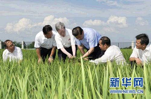 2013年7月22日下午，習近平來到鄂州市鄂城區杜山鎮東港村水稻育種基地考察。 新華社記者 黃敬文 攝