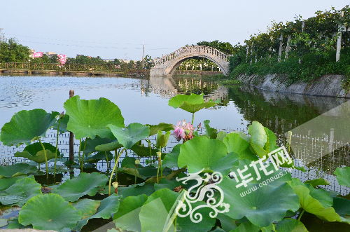 七大“名媛”鬥艷“賞花旅遊季”