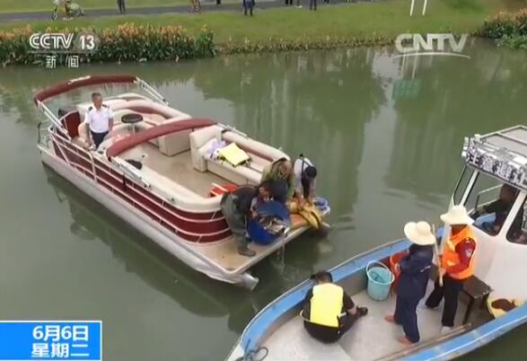 大量水生動物被投放進河道