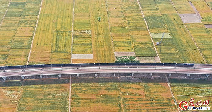 【顆粒歸倉】組圖丨喜看麥田千層浪 又到夏糧好“豐景”