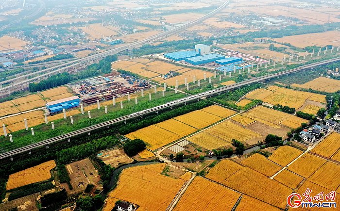 【顆粒歸倉】組圖丨喜看麥田千層浪 又到夏糧好“豐景”