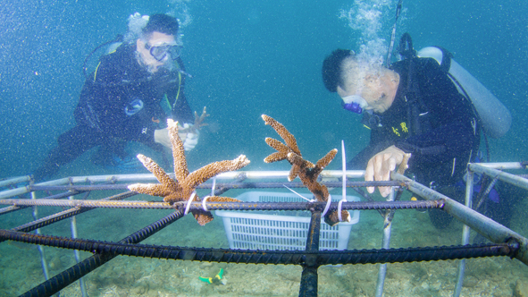 ▲6月7日，海南省海洋與漁業科學研究院的專家和分界洲島旅遊區工作人員在移植珊瑚。新華社記者張麗蕓攝