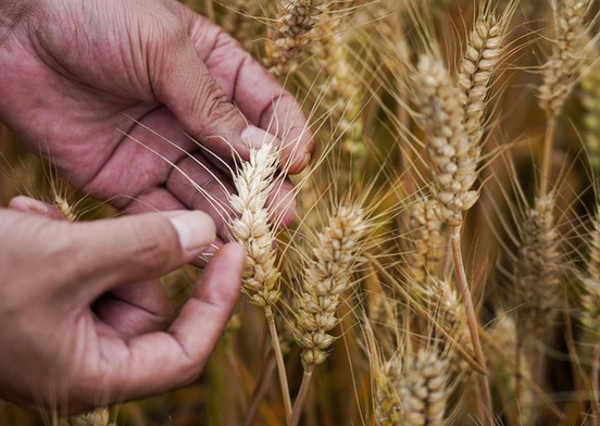 農民日報仲農平文章：中國糧食自信從哪來