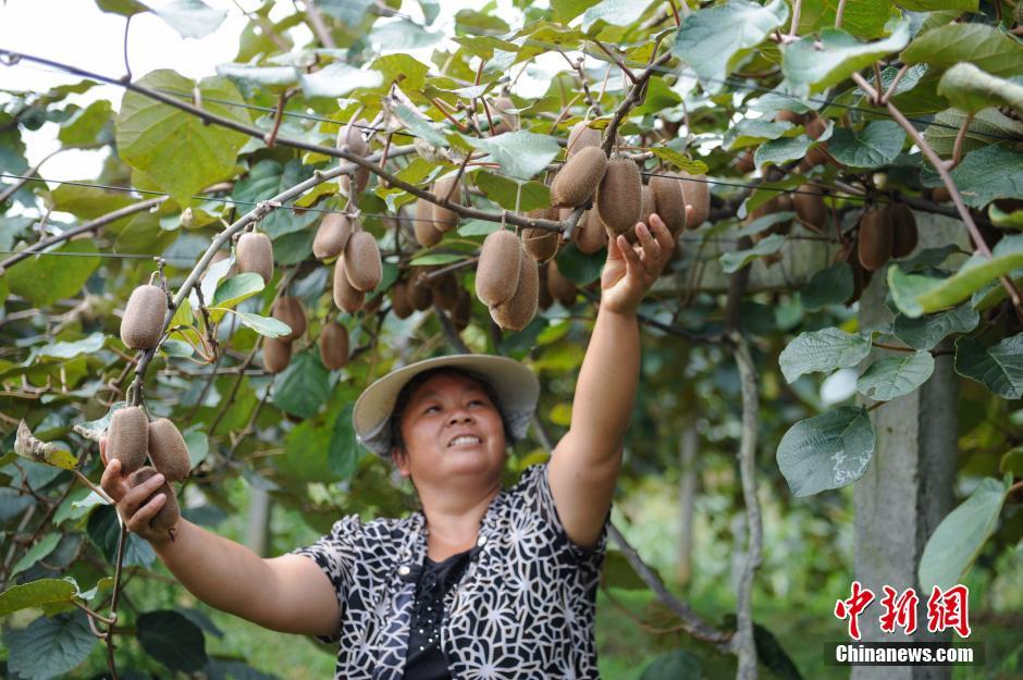 貴州開陽現300多斤巨型南瓜 果農致富