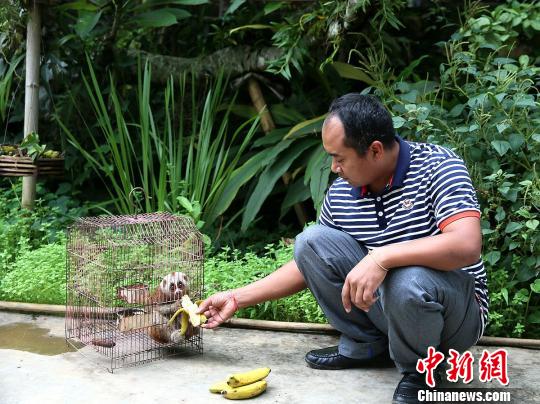 圖為小蜂猴一口氣能吃4根香蕉 常宗波 攝