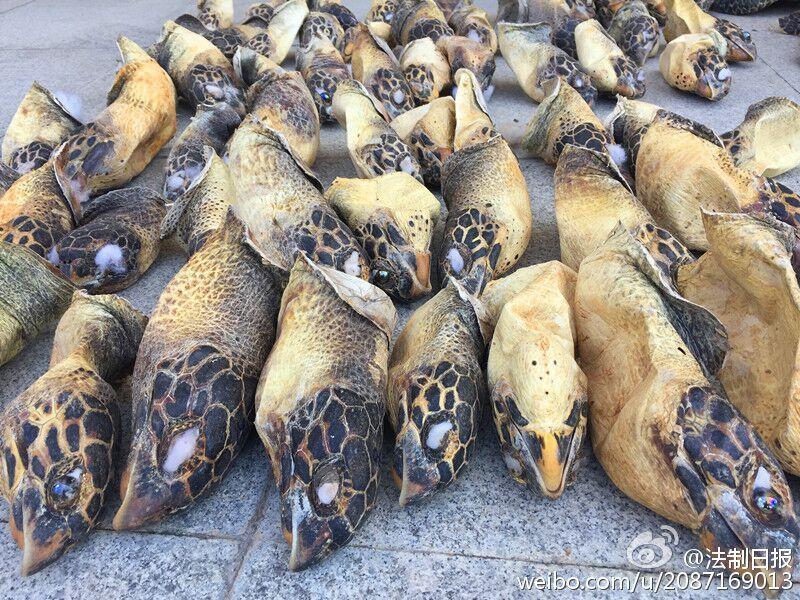 南寧海關查獲特大走私珍稀動物案 繳獲玳瑁上百隻