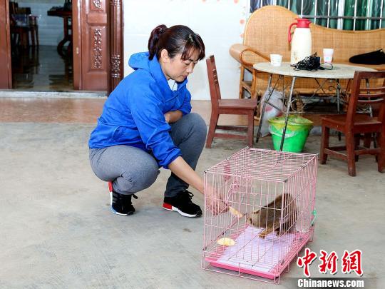 為圓母親遺願女兒將蜂猴放歸森林